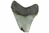 Bargain, Fossil Megalodon Tooth - Serrated Blade #295434-1